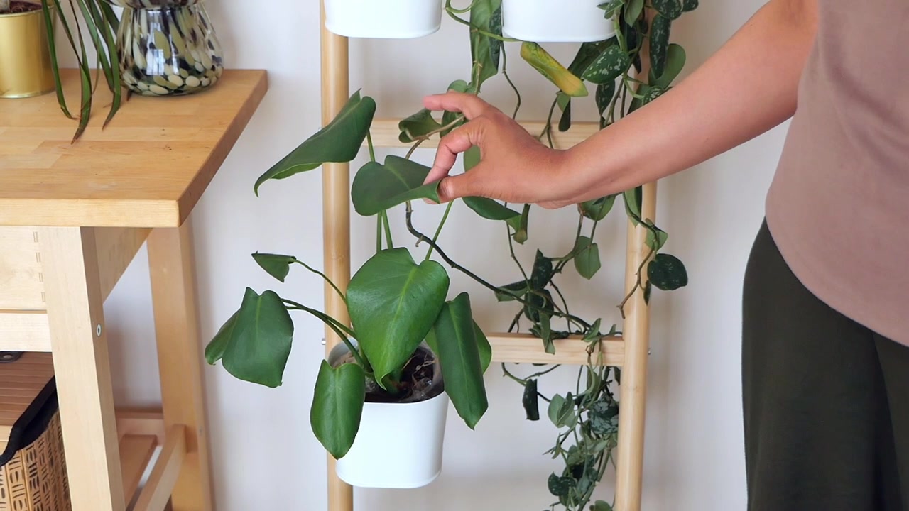 Persona che tocca delicatamente le foglie di una pianta di Monstera in vaso