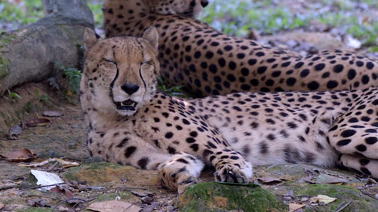 Cheetahs Lying On The Ground And Panting - Low-level shot