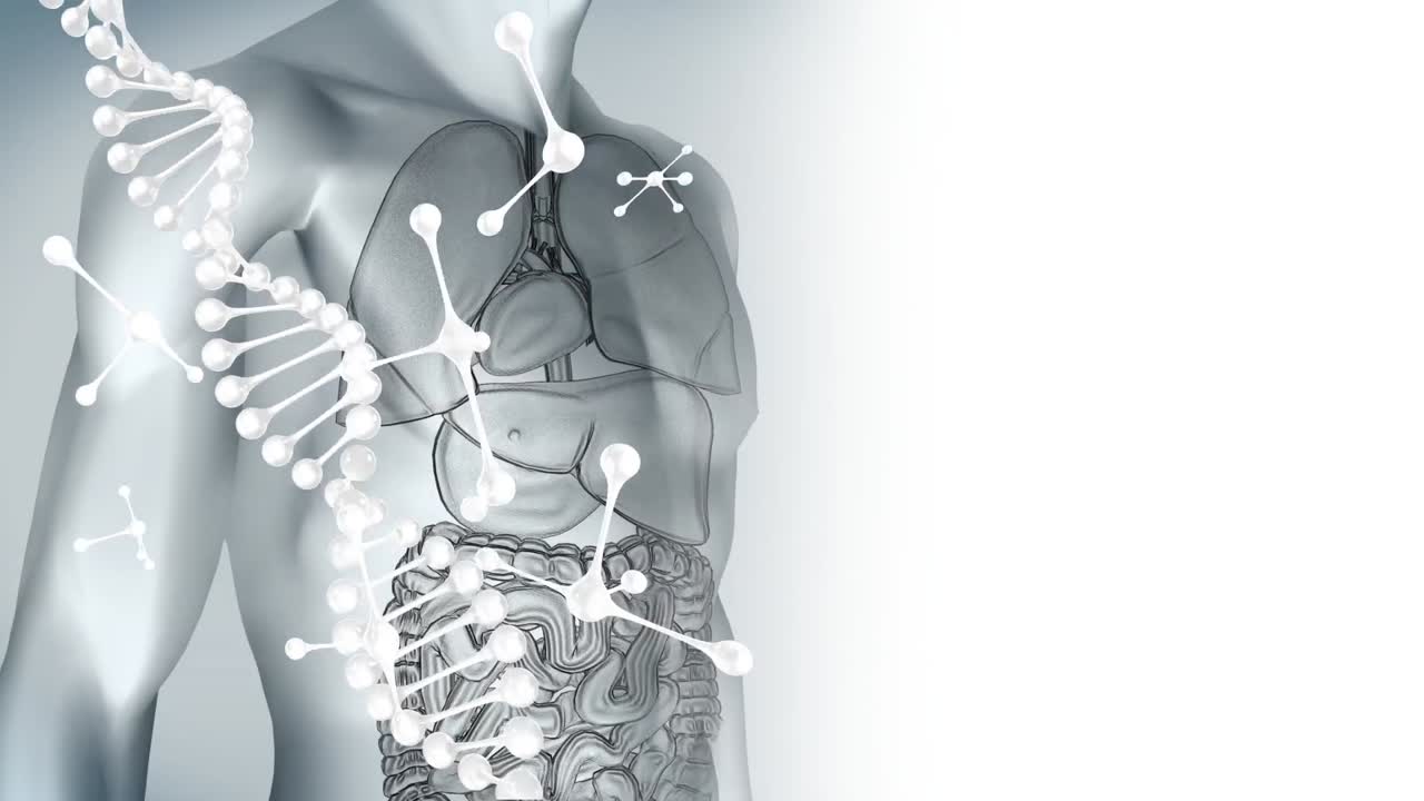 인체 모델 위의 dna 가닥 회전과 분자의 애니메이션