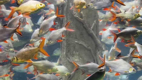 school of fish in aquarium