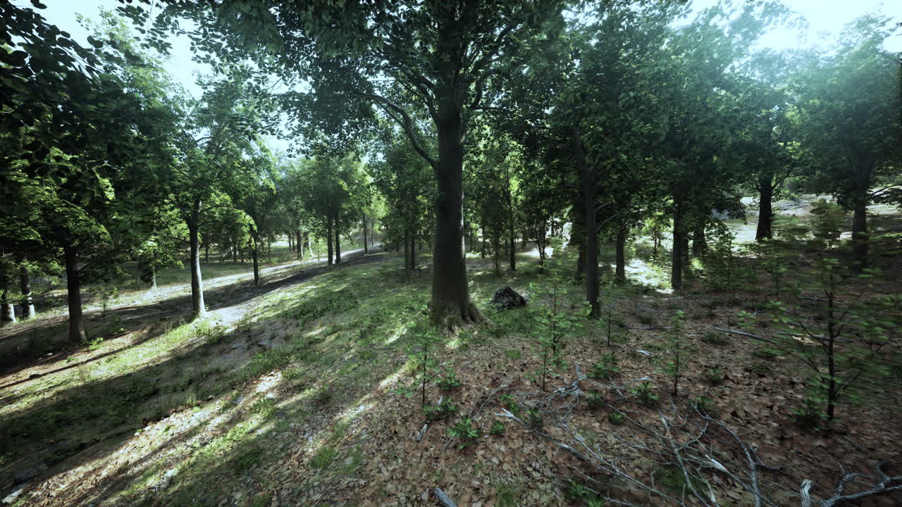 hermoso bosque verde con la luz del sol fluyendo a través de los árboles