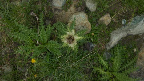 el cardo más espinoso que crece en la montaña rocosa. arriba, girando