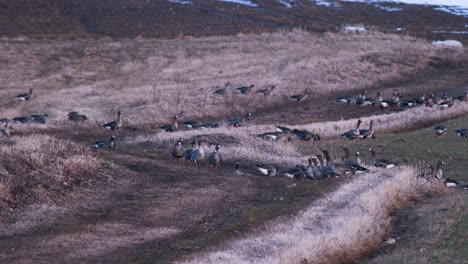 Una-Gran-Bandada-De-Gansos-Albifrones-De-Frente-Blanca-En-El-Campo-De-Trigo-De-Invierno-Durante-La-Migración-De-Primavera