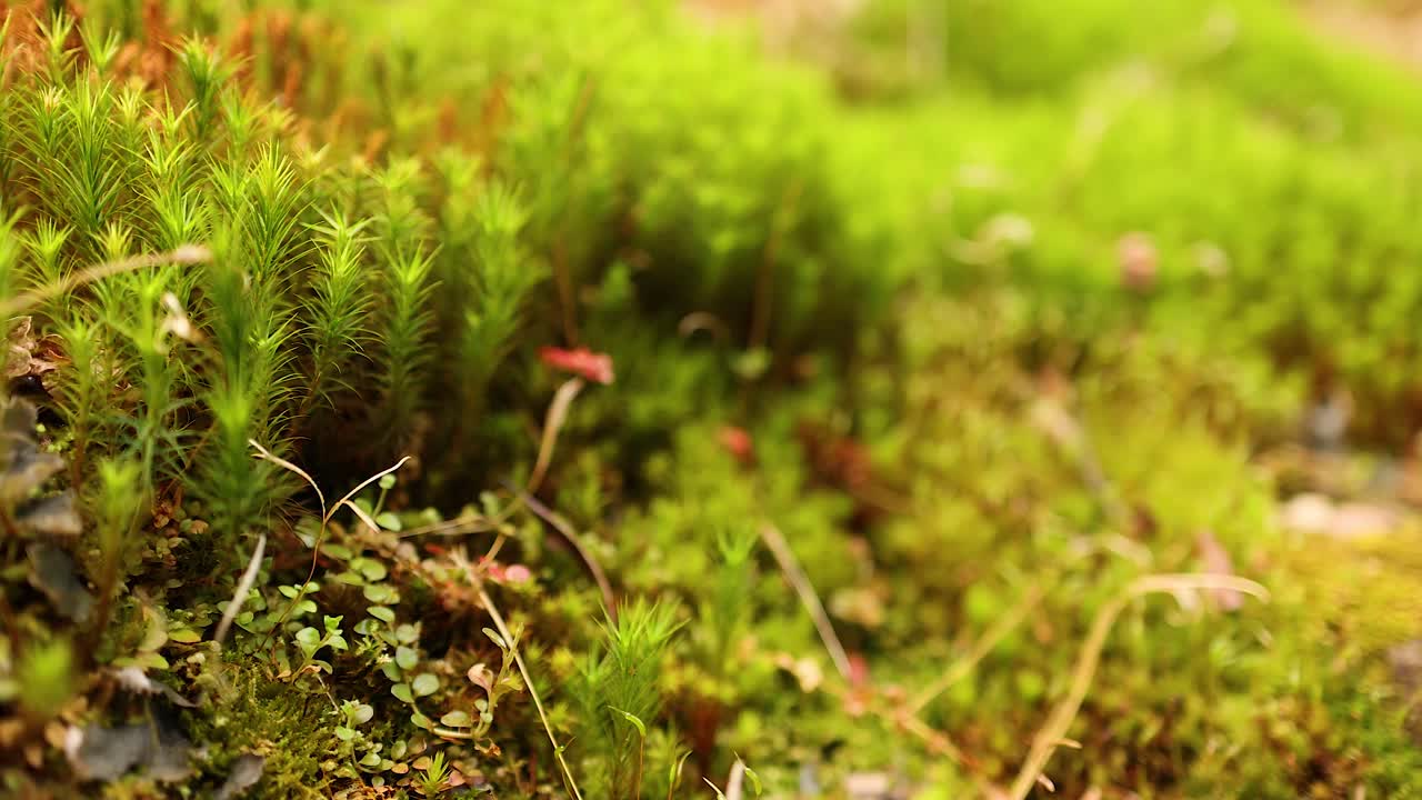 primer plano de musgo y plantas en edimburgo