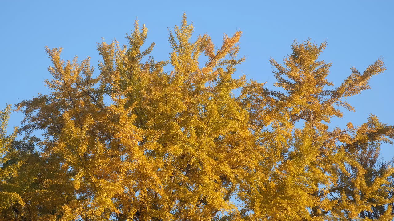 Autumn trees with yellow leaves against a blue sky