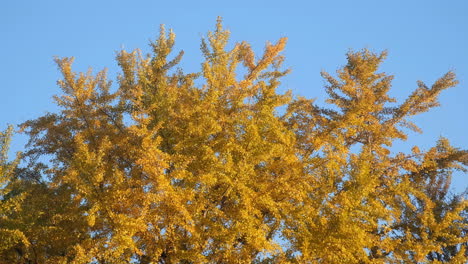 autumn trees with yellow leaves against a blue sky