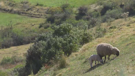 Schafe-Grasen-Auf-Einer-Grünen-Weide