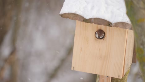 Pico-De-Gorrión-De-árbol-Desde-La-Caja-Nido-En-Invierno