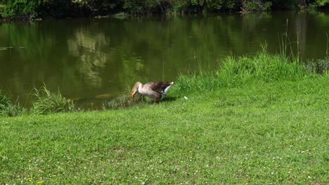 Standvideo-Einer-Gans,-Die-Am-Guadalupe-River-Im-Louise-Hays-Park-In-Kerrville,-Texas,-Wasser-Trinkt