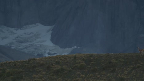 Guanaco-walks-in-front-of-large-mountain-face