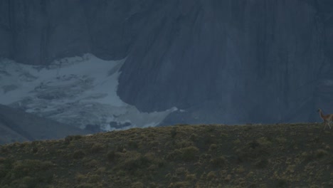 guanaco walks in front of large mountain face