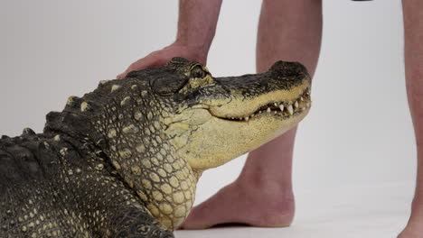 animal handler directs american alligator by moving head - isolated on white background - close up on alligator head