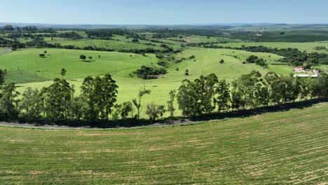 eucalyptus forest at countryside rural scenery