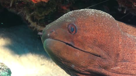 close up shot of a giant moray ray in the maldives