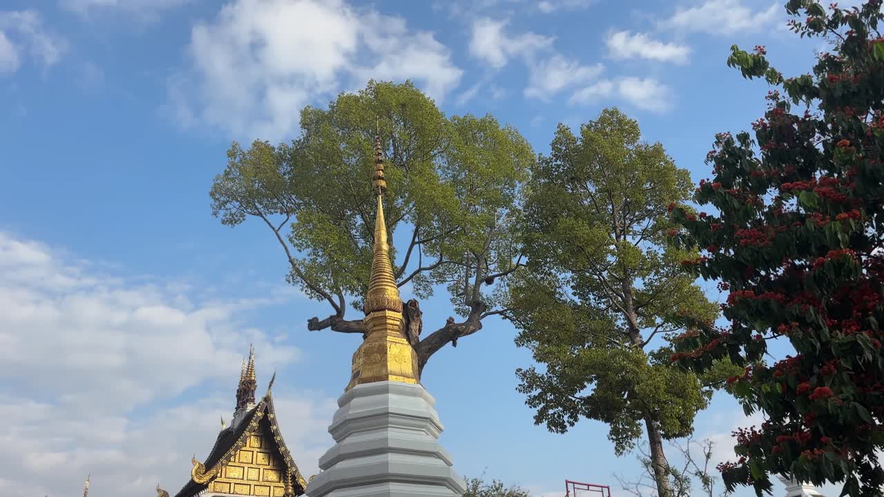 Cảnh chùa Wat Phra Singh với bảo tháp trắng có chóp vàng bên cạnh mái chùa và cây cổ thụ lớn dưới bầu trời xanh, một di tích tôn giáo lịch sử ở Chiang Mai, Thái Lan.