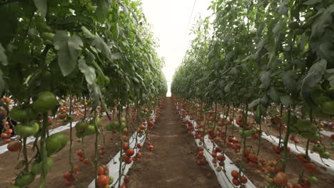 tomato greenhouses in the center of the country of mexico