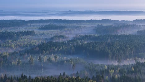 Endless woodland landscape with early morning mist, aerial view