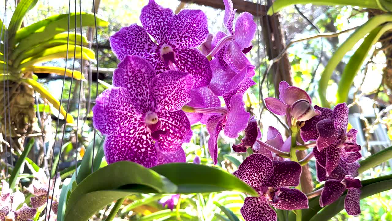 떠다니는 시장 에 전시 된 활기찬 오키디아