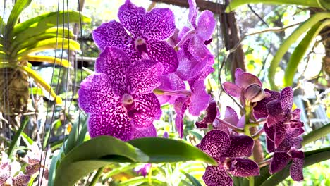 orquídeas vibrantes expuestas en un mercado flotante