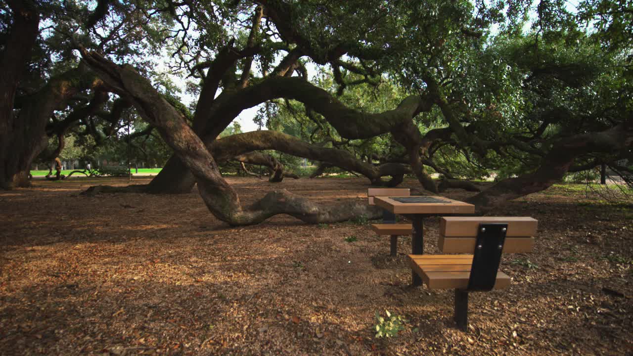 고대 오크 나무와 피크닉 테이블