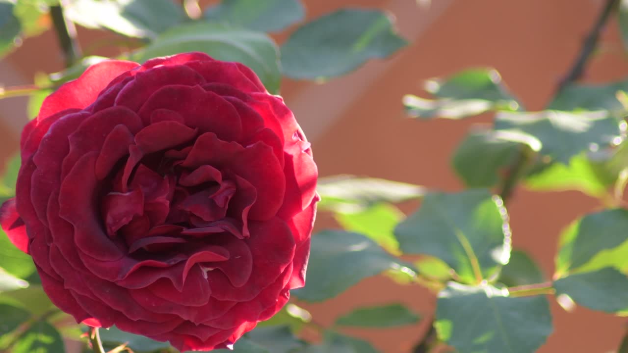 정원에서 빨간 장미 꽃