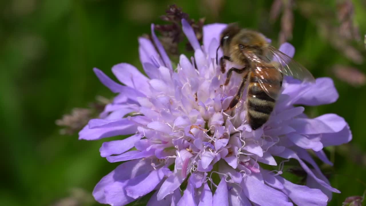 макросъемка крупным планом: пчела собирает пыльцу с цветка пурпурного цвета в природе