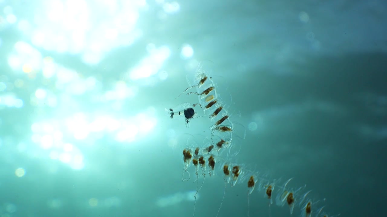 A strange find in the open ocean; a rare fish larva hitches a ride on a ghostly, stinging organism beneath the shimmering surface