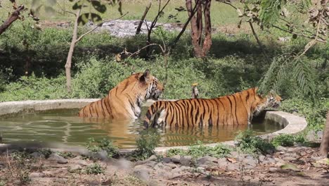 two tigers cooling off in a pool