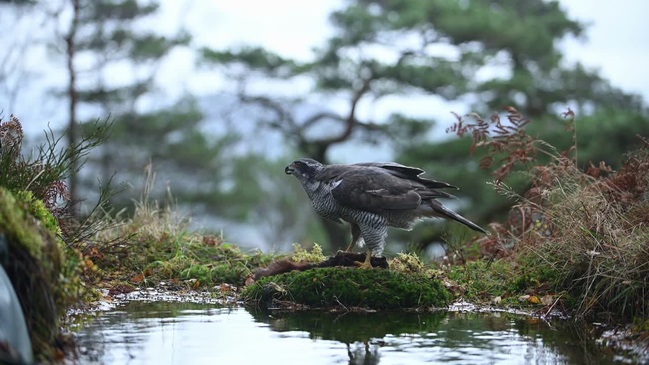 Eurasian Goshawk on edge of small pond, tearing, eating pieces off dead squirrel carcass on windy day.