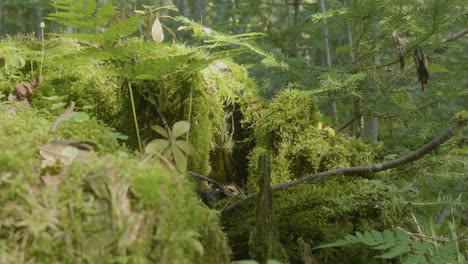 moss-covered tree stump in a forest