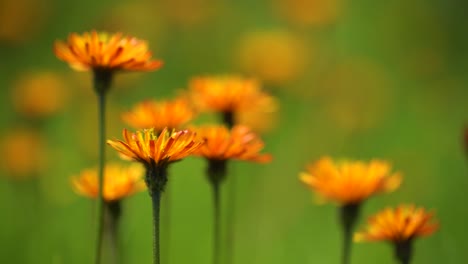 Crepis,-Comúnmente-Conocida-En-Algunas-Partes-Del-Mundo,-Es-Un-Género-De-Plantas-Con-Flores-Anuales-Y-Perennes-De-La-Familia-Asteraceae.