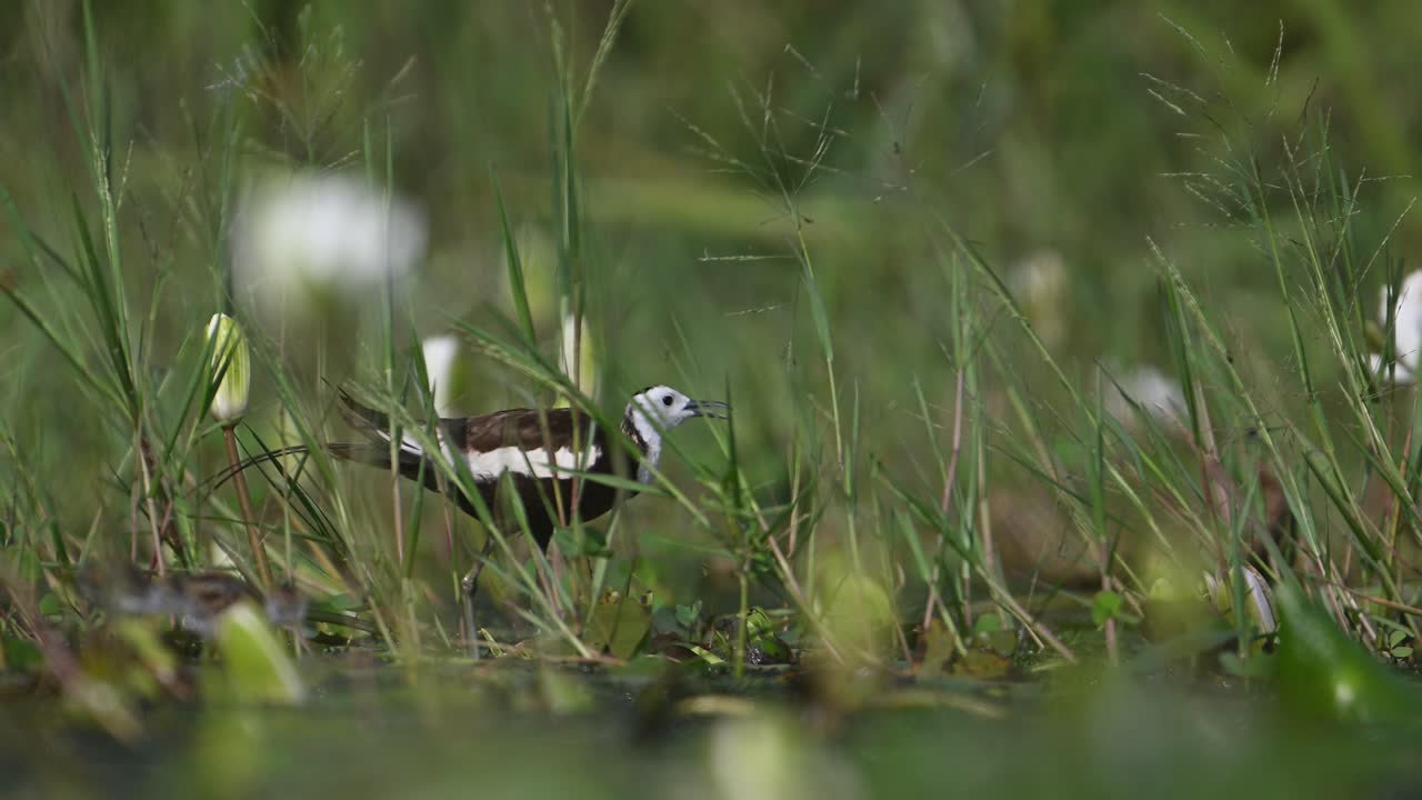Pheasant tailed Jacana with Beautiful Chicks Feeding in water Lily Pond in Morning