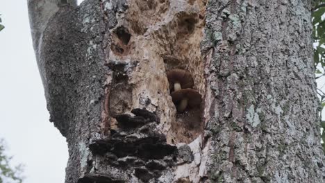 arborist tree surgeon for rotting tree caused by fungus