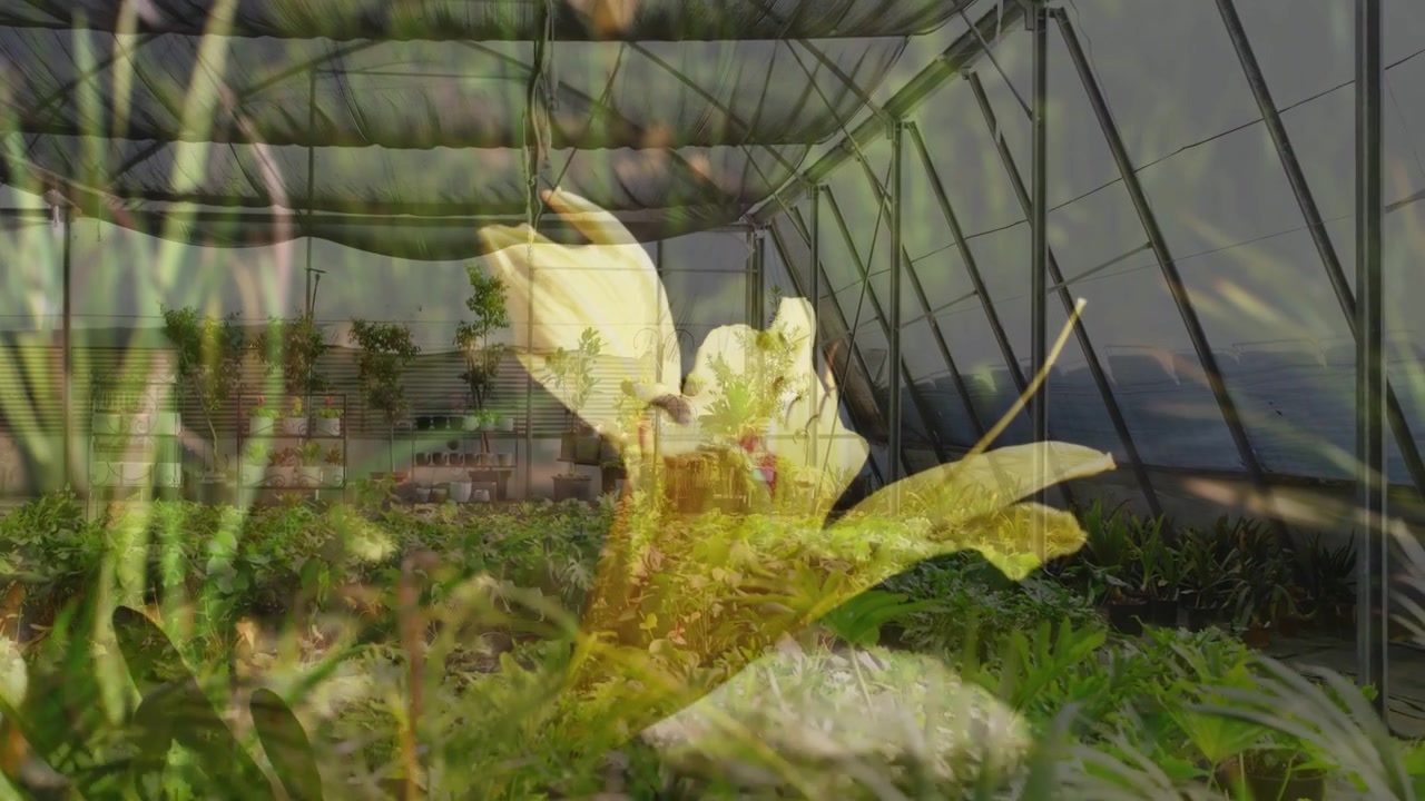Side pan causing large yellow flower centering with grass swaying and nursery showing rows for view