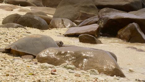 Sea-turtle-waiting-for-big-wave-to-crawl-back-into-the-ocean