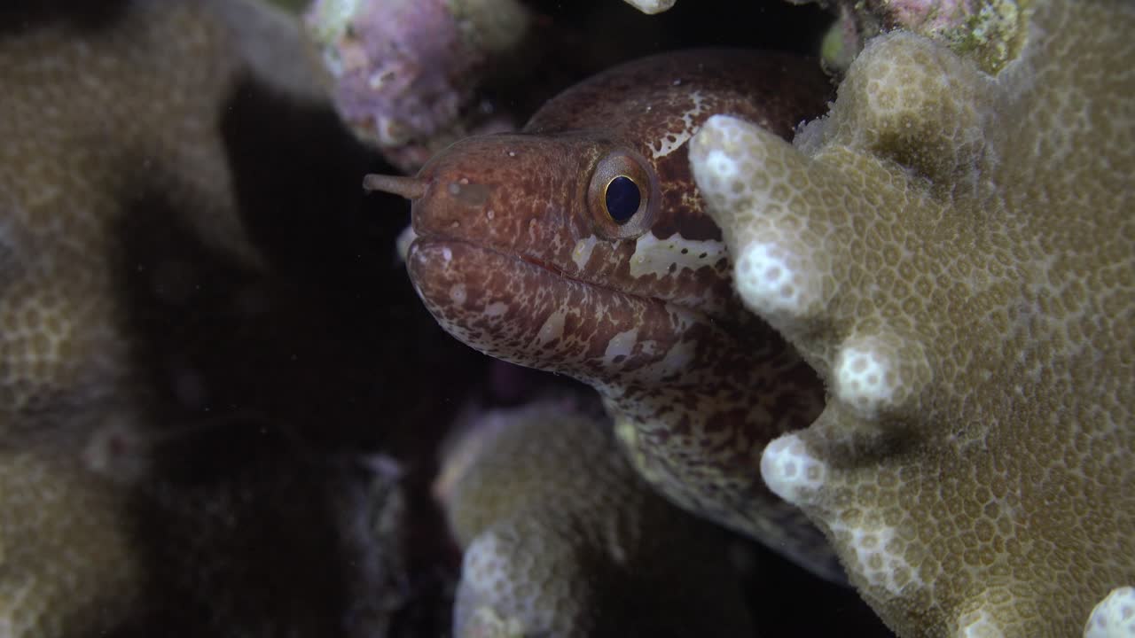 la anguila moray barrada se cierra entre los corales en el arrecife de coral por la noche