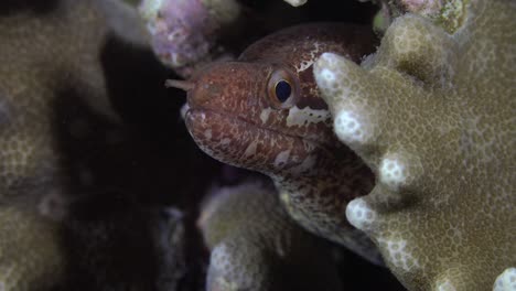 barred moray eel close up between corals on coral reef at night