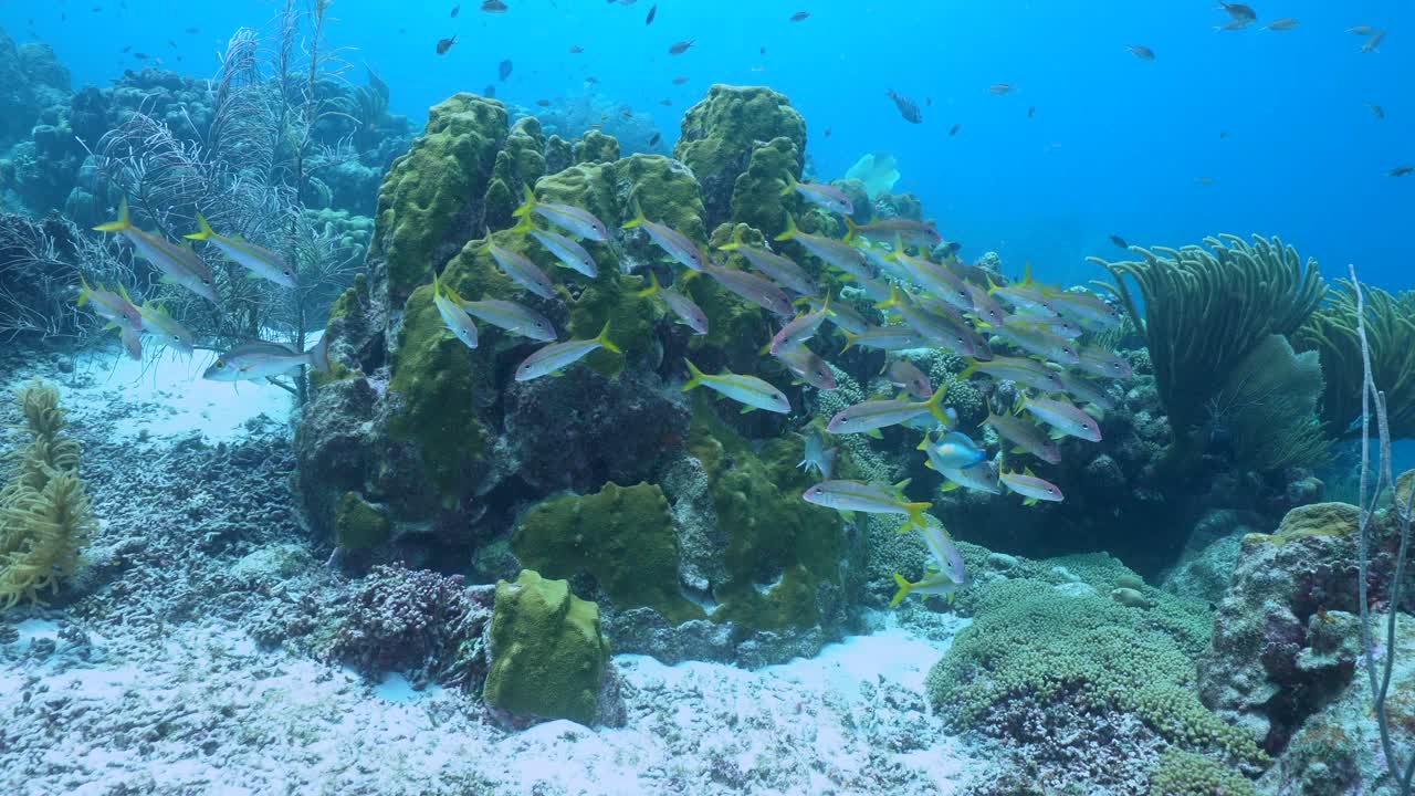 A dynamic school of yellow goatfish hovers above a shallow Caribbean coral reef, dancing through sunlit turquoise waters and vibrant corals