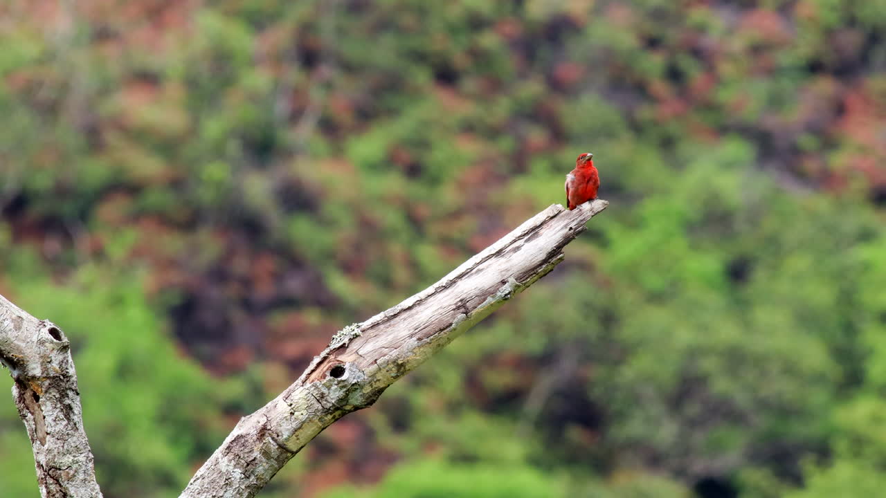 el tanager hepático en la escena de la selva tropical en el parque nacional de madidi