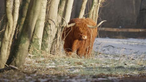 Furry-brown-highland-cow-bull-with-huge-horns-in-winter-forest