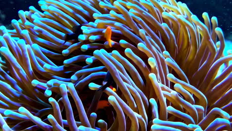 clownfish and sea anemone