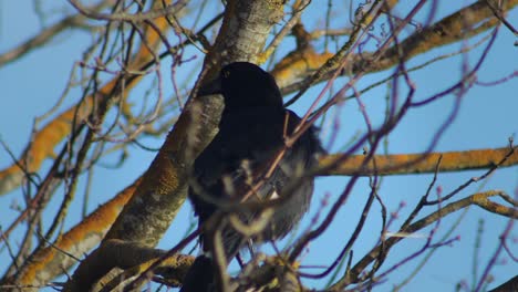 pied currawong perched on tree branch windy sunset australia, victoria, gippsland, maffra close up