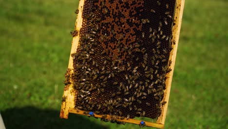 beekeeper in a full uniform working and checking on the beehive