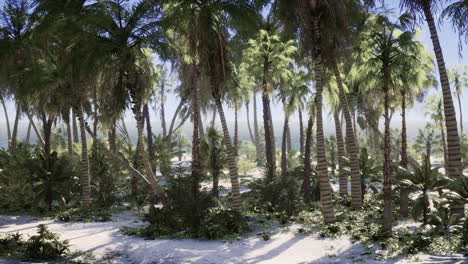 isla desierta con palmeras en la playa