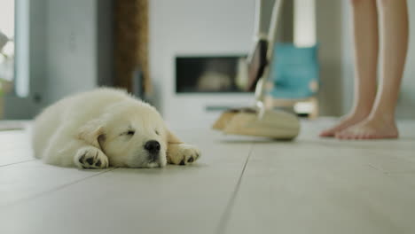 the dog is resting on the floor in the house, in the background the owner is sweeping the floor. pet cleaning