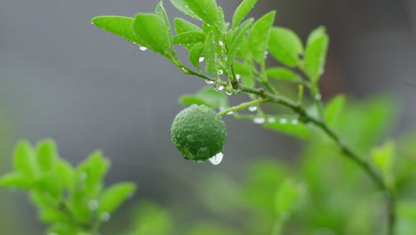 dripping wet lime fruit on tree on rainy day