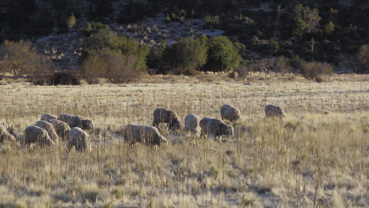 flock of Merino sheep grazing in the hills—capturing the quiet rhythm of pastoral life and the texture of Argentina’s rugged steppe, low drone glides over dry grassland, approaching and revealing