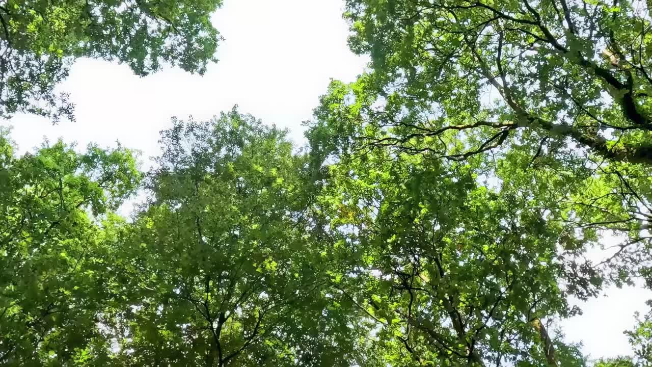 Vibrant green leaves and branches form a dense canopy with sunlight filtering through.