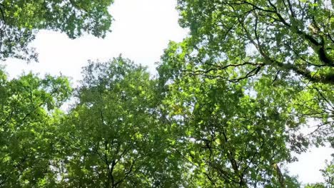 vibrant green leaves and branches form a dense canopy with sunlight filtering through.