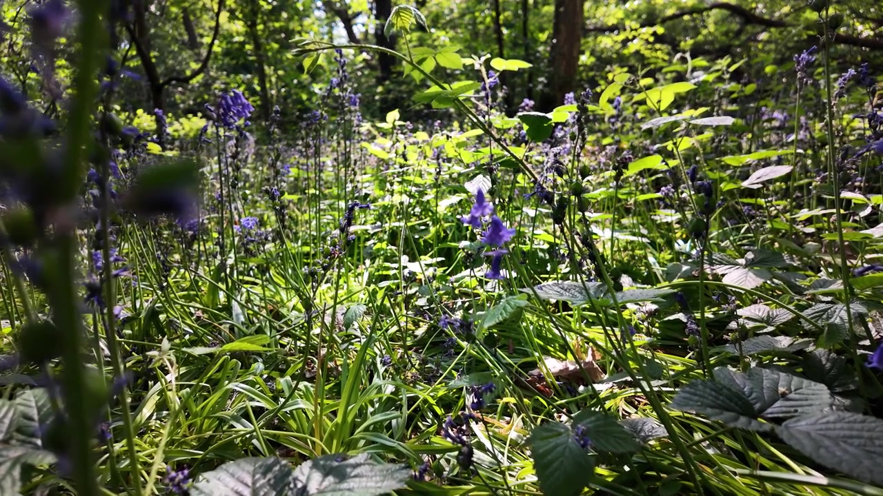English bluebells are captured blooming vibrantly in a sun dappled spring woodland garden. This scene evokes feelings of peace and tranquility, themes of nature, renewal, and environmental serenity.